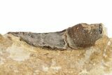 Fossil Plesiosaur (Libonectes?) Tooth - Asfla, Morocco #270979-1